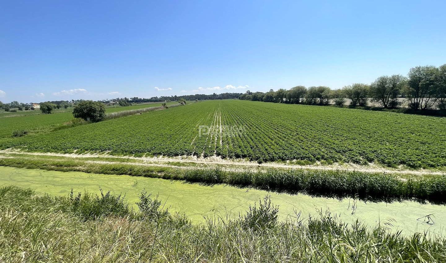 120 Hectares Of Producing Farmland – Massive Development Potential 120 Hectares Of Producing Farmland – Massive Development Potential