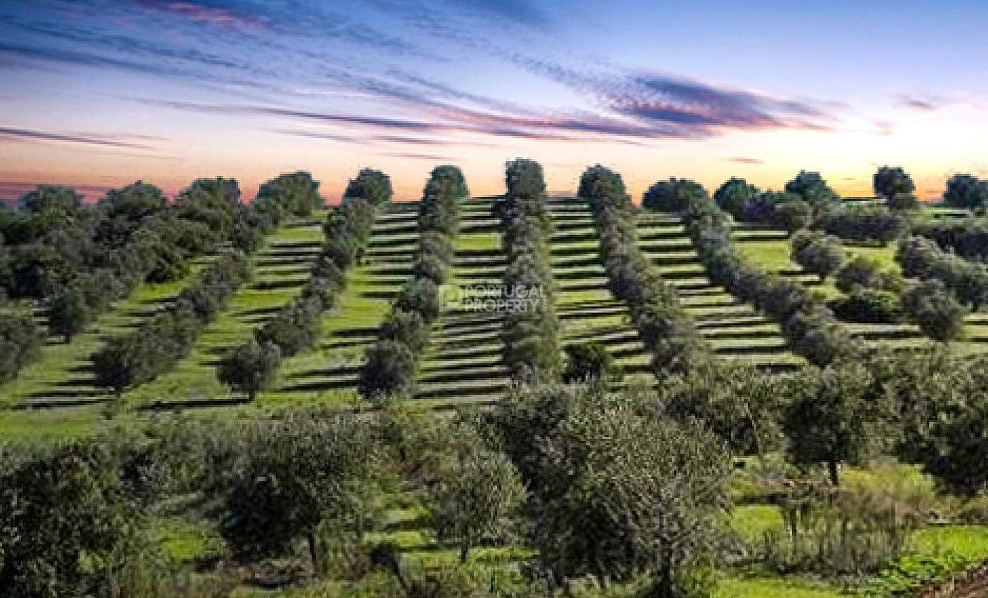 Superb Vineyard In A Delightful Rural Location
