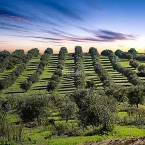 Superb Vineyard In A Delightful Rural Location
