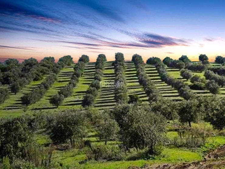 Superb Vineyard In A Delightful Rural Location